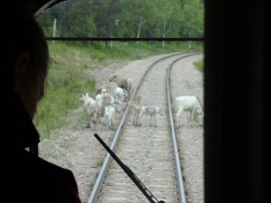 Rentiere auf den Schienen